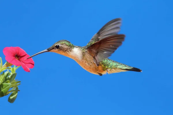 Feminino Ruby Throated Hummingbird Archilochus Colubris Vôo Com Uma Flor — Fotografia de Stock