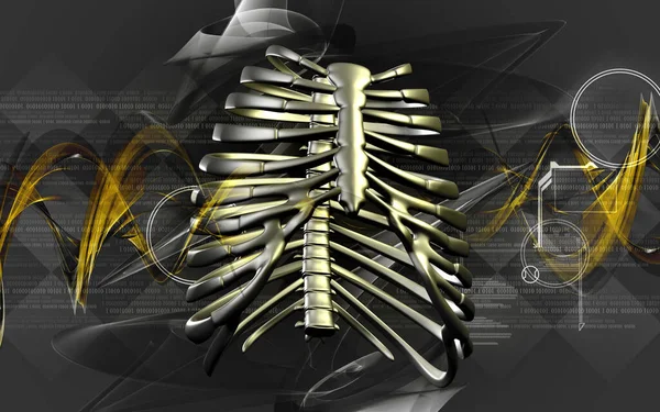 Digital illustration of  rib cage  in colour  background