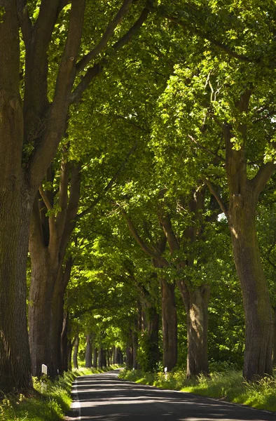 Strassenalle Mecklenburg Vorpommern — Fotografia de Stock