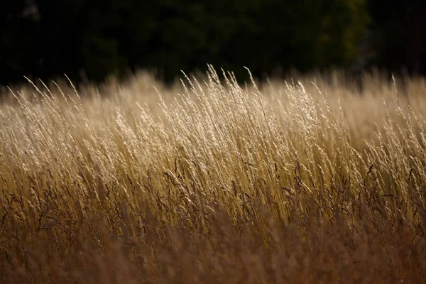 Dry Blades Grass Evening Sun — стоковое фото