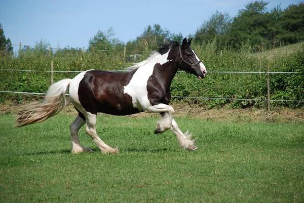 Lindo Caballo Naturaleza Salvaje — Foto de Stock