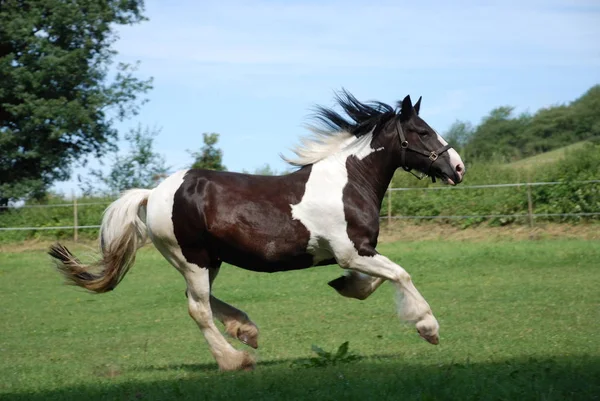 Lindo Caballo Naturaleza Salvaje —  Fotos de Stock