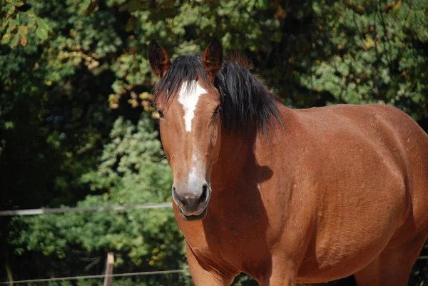 Niedliches Pferd Wilder Natur — Stockfoto