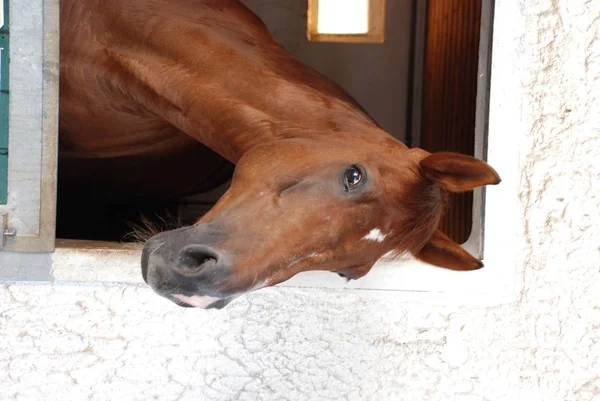 Cavalo Estábulo — Fotografia de Stock