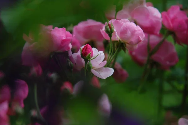 Closeup View Beautiful Flower Petals — Stock Photo, Image