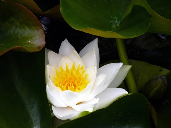 Water Lily Flowers Petals Pond Flora — Stock Photo, Image