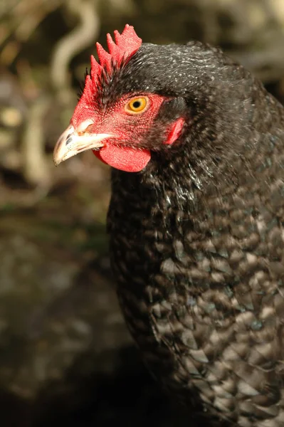 Freerange Μαύρο Κοτόπουλο Κοντινό — Φωτογραφία Αρχείου