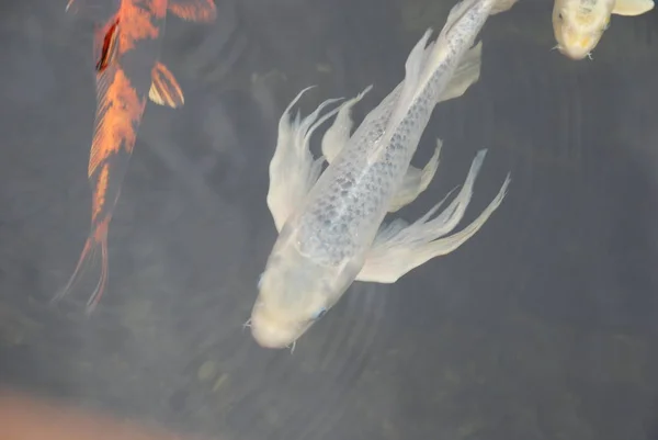 Ikan Koi Kolam — Stok Foto