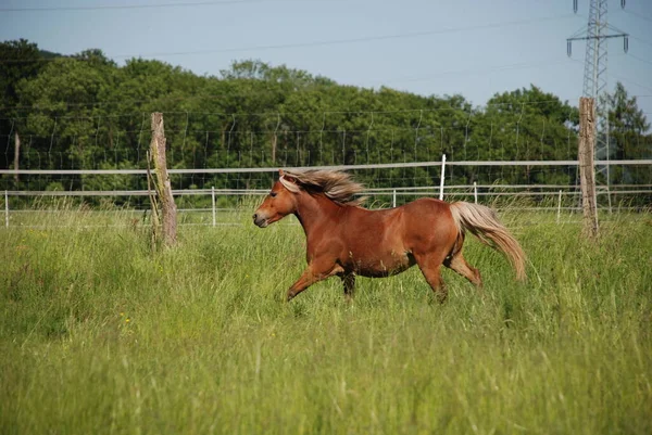 Paarden Overdag Buiten — Stockfoto