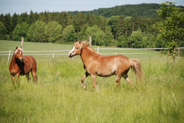 Paarden Overdag Buiten — Stockfoto