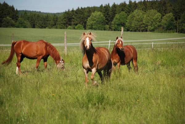 Caballos Aire Libre Durante Día — Foto de Stock