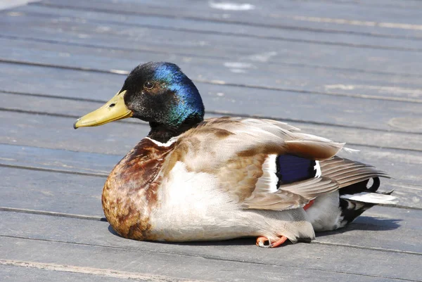 Mallard Duck Sitting Jetty — 스톡 사진