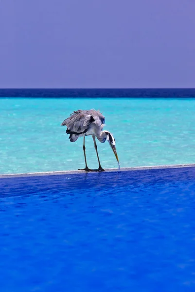 Great Blue Heron Maldives — Stok fotoğraf