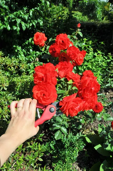 Smukke Botaniske Skud Naturlige Tapet - Stock-foto