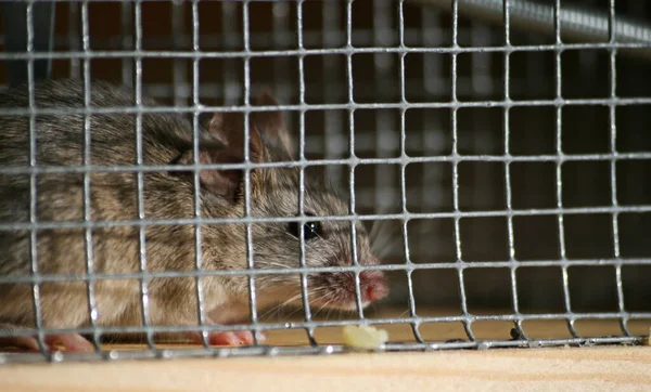 Nahaufnahme Eines Käfigs Zoo — Stockfoto