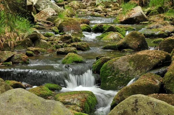 Flora Wild Forest Daytime — Stock Photo, Image