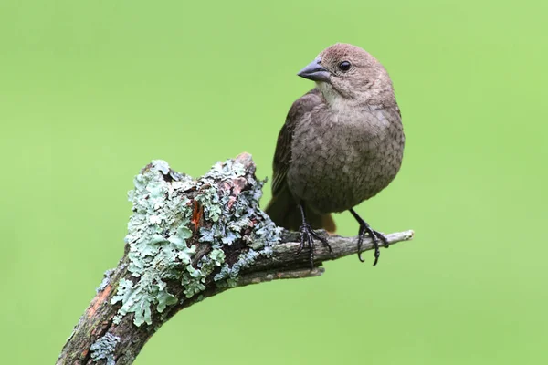 Cowbird Cabeça Castanha Fêmea Molothrus Ater Poleiro — Fotografia de Stock