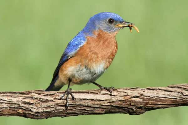 Bluebird Oriental Masculino Sialia Sialis Ramo Com Verme — Fotografia de Stock