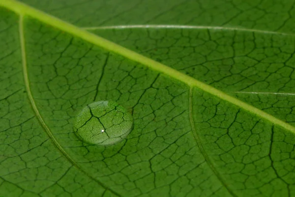 Feuille Verte Texture Fond — Photo