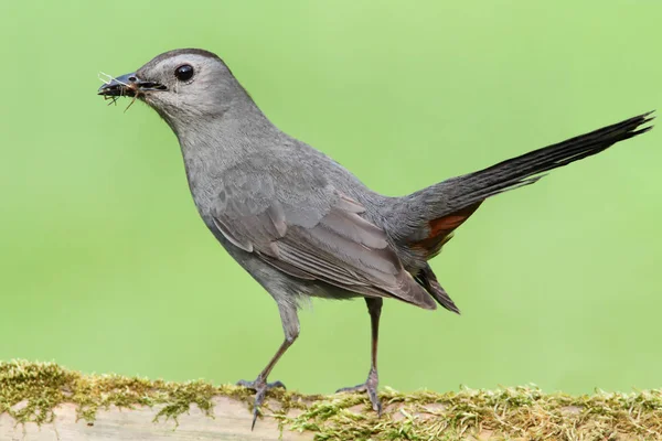 Pássaro Cinzento Dumetella Carolinensis Num Tronco Coberto Musgo — Fotografia de Stock