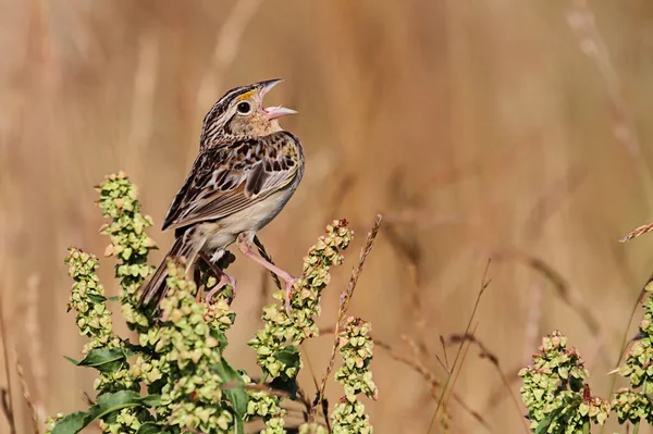 Sprinkhaan Sparrow Ammodramus Savannarum Zingen Een Plant Stengel Bedreigd — Stockfoto