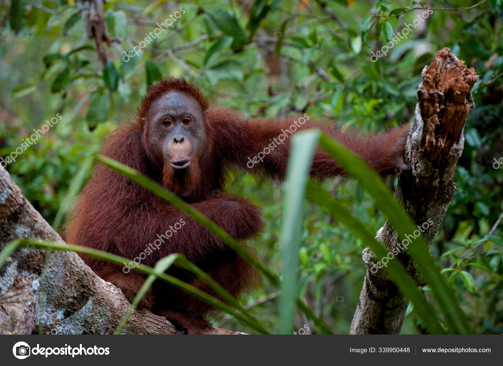 猿の笑い写真素材 ロイヤリティフリー猿の笑い画像 Depositphotos