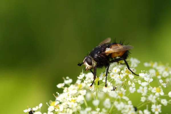 Mouche Hérisson Tachina Fera — Photo