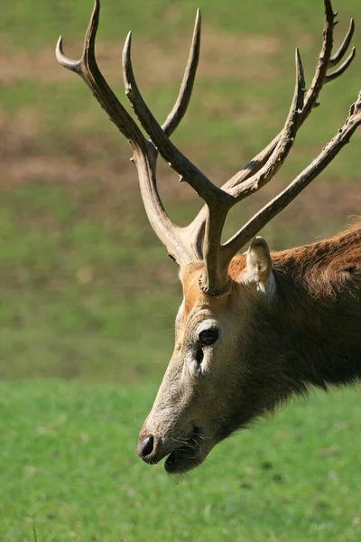 Dierenwelzijn Dierentuin — Stockfoto