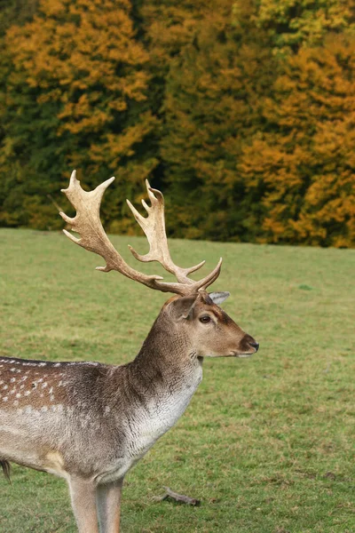 落ちた鹿 森の動物 自然動物 — ストック写真