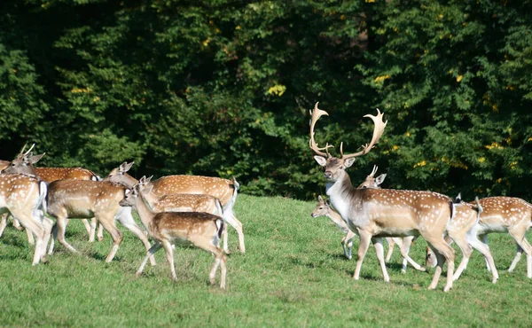 Jachère Animal Forestier Faune Naturelle — Photo