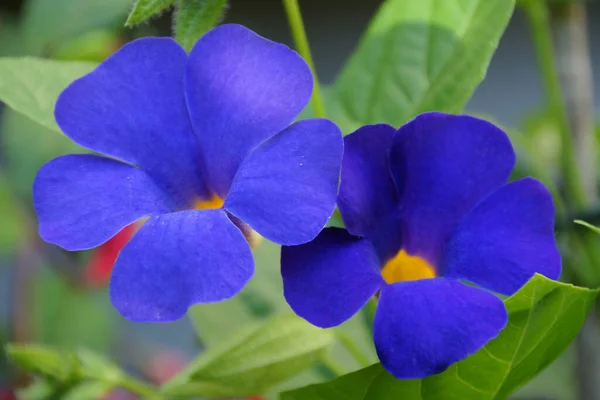 Smukke Blomster Blomster Koncept Baggrund - Stock-foto