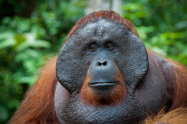 Orangutangapa Apdjur — Stockfoto