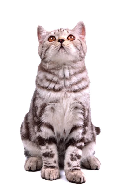 Speels Grappig Kat Dier Huisdier Concept — Stockfoto