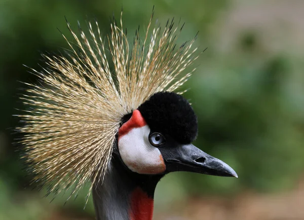 Vista Panorâmica Belo Pássaro Guindaste Coroado — Fotografia de Stock
