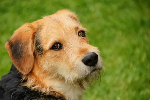 Portret Van Een Schattige Hond — Stockfoto