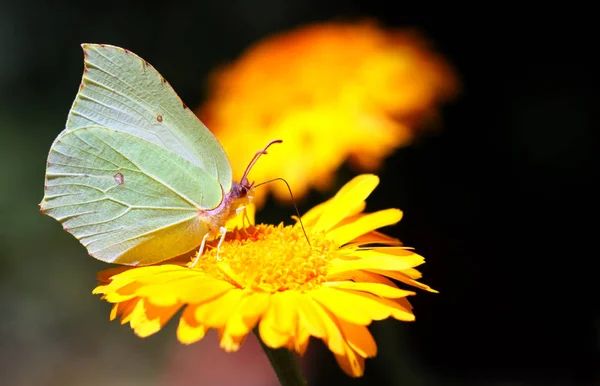 곤충학붉은 따오기 2002 — 스톡 사진