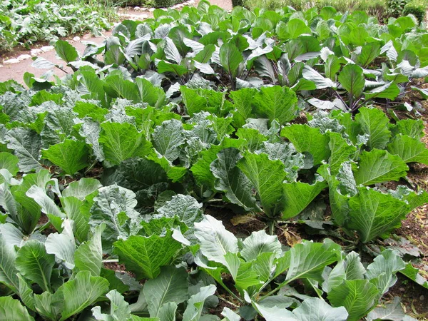 野菜のパッチにキャベツ — ストック写真