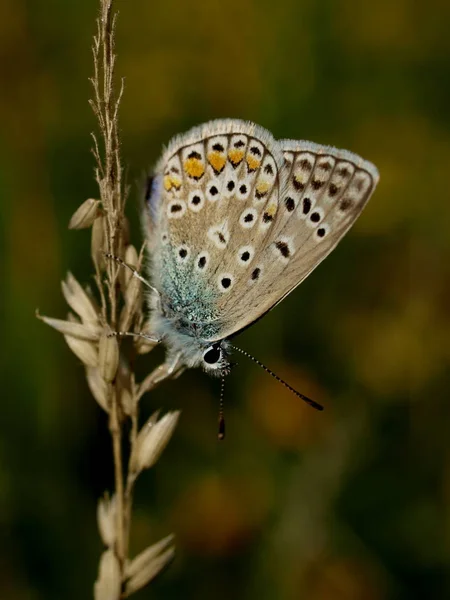 Gros Plan Bug Nature Sauvage — Photo