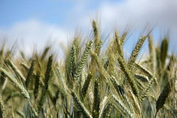 Orejas Maíz Campo Agrícola —  Fotos de Stock