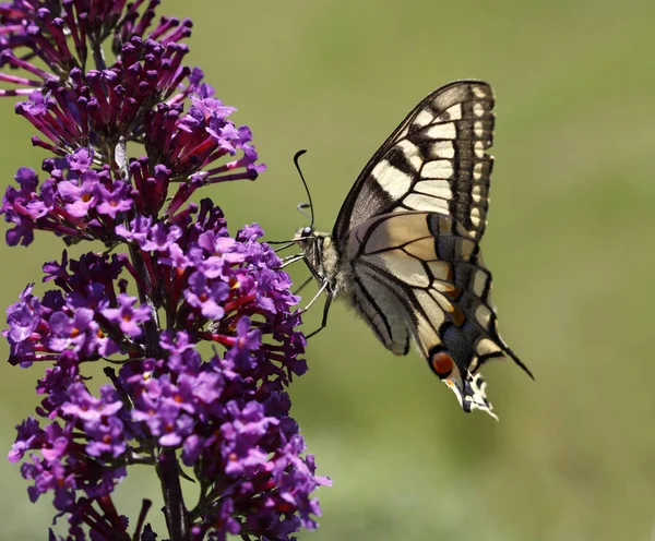 Güzel Bir Kelebeğin Yakın Görüntüsü — Stok fotoğraf