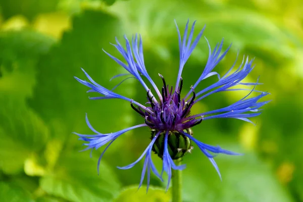 Schöne Blumen Blumiges Konzept Hintergrund — Stockfoto