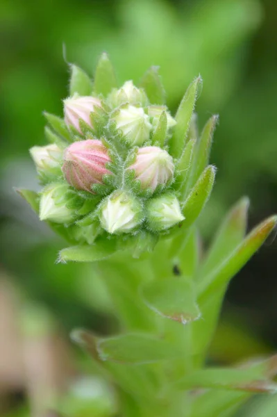 Schöne Blumen Blumiges Konzept Hintergrund — Stockfoto