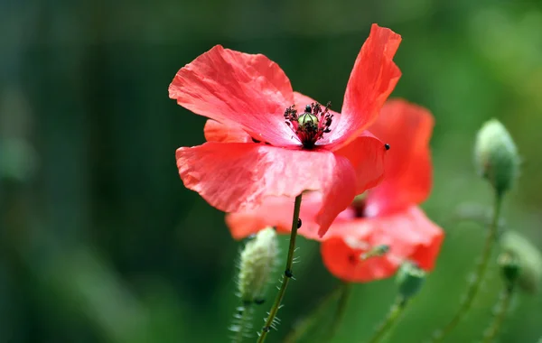 Close Uitzicht Mooie Wilde Papaver Bloemen — Stockfoto