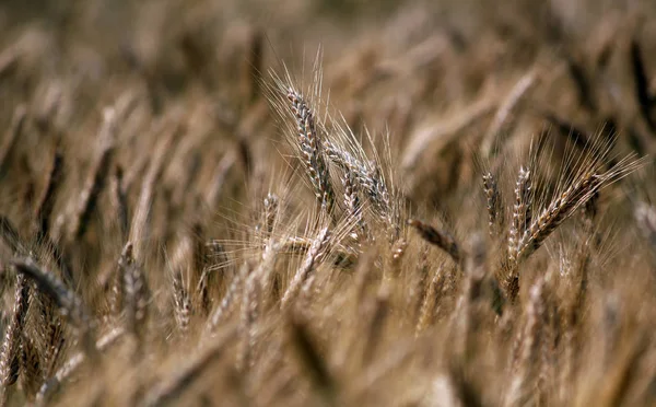 Landwirtschaft Feld Land Getreidefeld — Stockfoto