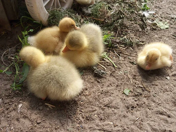 Мальовничий Вид Красивого Птаха Природі — стокове фото