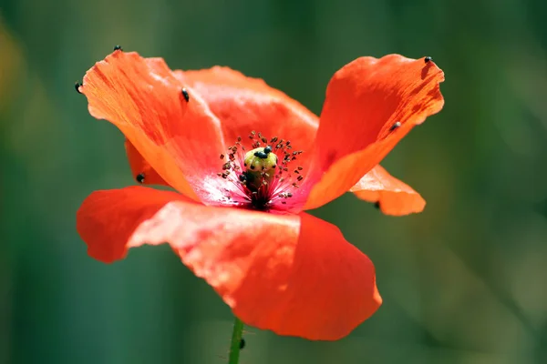 美しい野生のケシの花の近景 — ストック写真