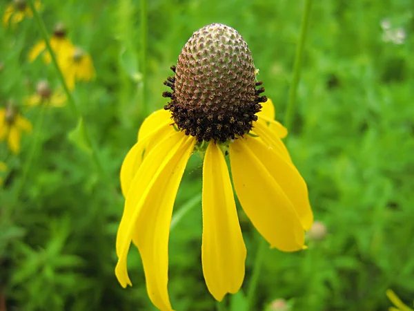 Sárga Virág Egy Mezőn Fényképe — Stock Fotó