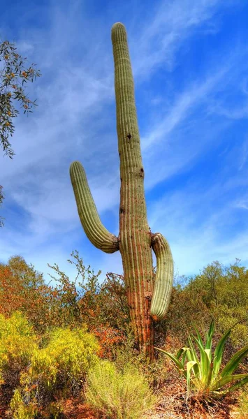 Saguaro Kaktus Våren Arizona Öknen — Stockfoto