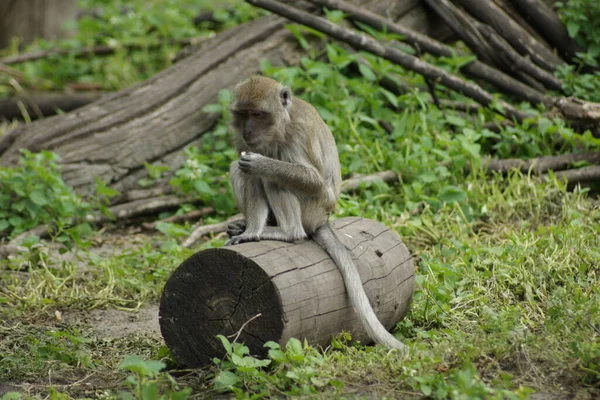 Kleiner Affe Auf Baumstamm — Stockfoto