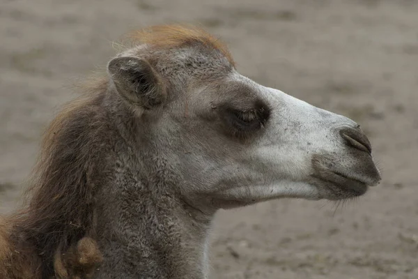 Young Animals Selective Focus — Stock Photo, Image